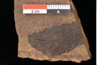 Foto (Detailsansicht) von Quercus palaeoilex Ettingshausen (NHMW-GEO-2024-0188-0859)